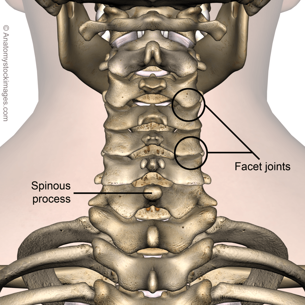 neck-spinous-process-facet-joint-joints-processus-spinosus-cervical-spine-back-skin-names