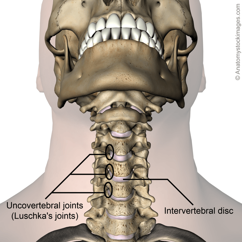 neck-uncovertebral-joint-luschkas-joints-intervertebral-disc-discus-intervertebralis-chin-front-skin-names
