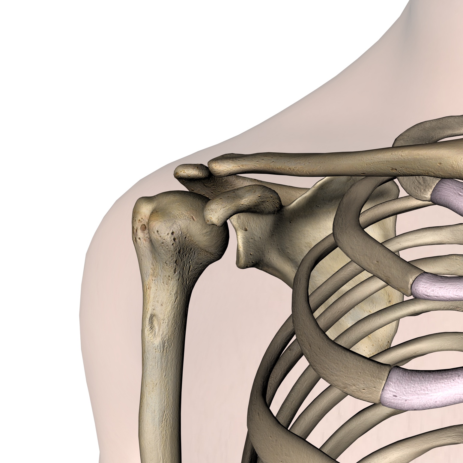 schouderanatomie