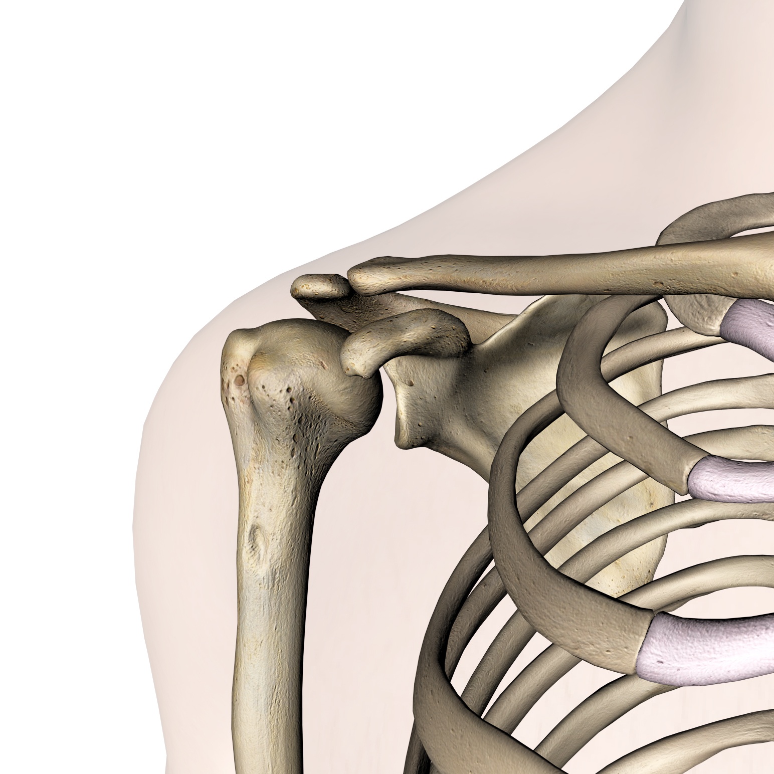 schouderanatomie2