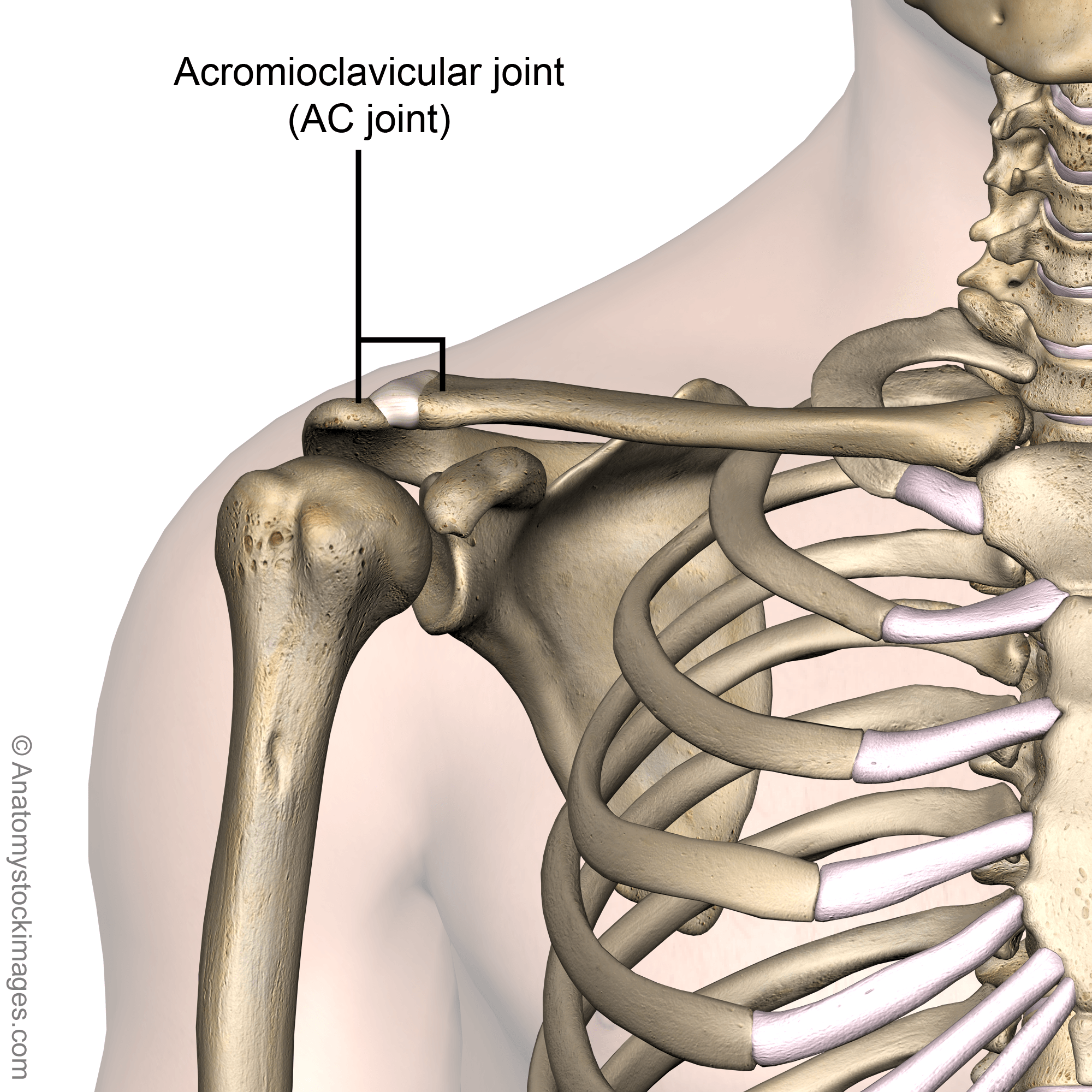 shoulder-acromioclavicular-joint-ac-ligament-front-skin-names