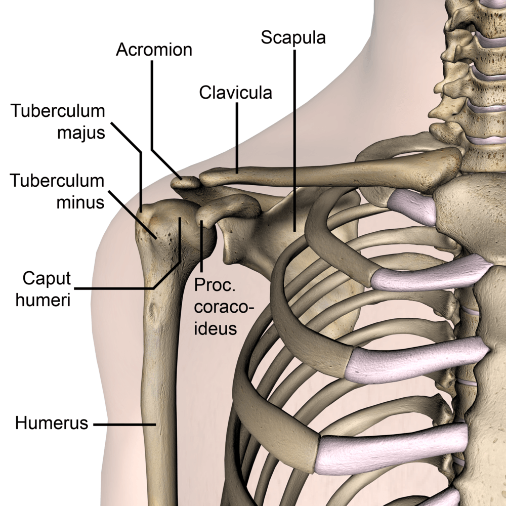 shoulder-anterior-bones-tuberculum-majus-minus-caput-humeri-humerus-scapula-clavicula-acromion-processus-coracoideus-front-skin-names