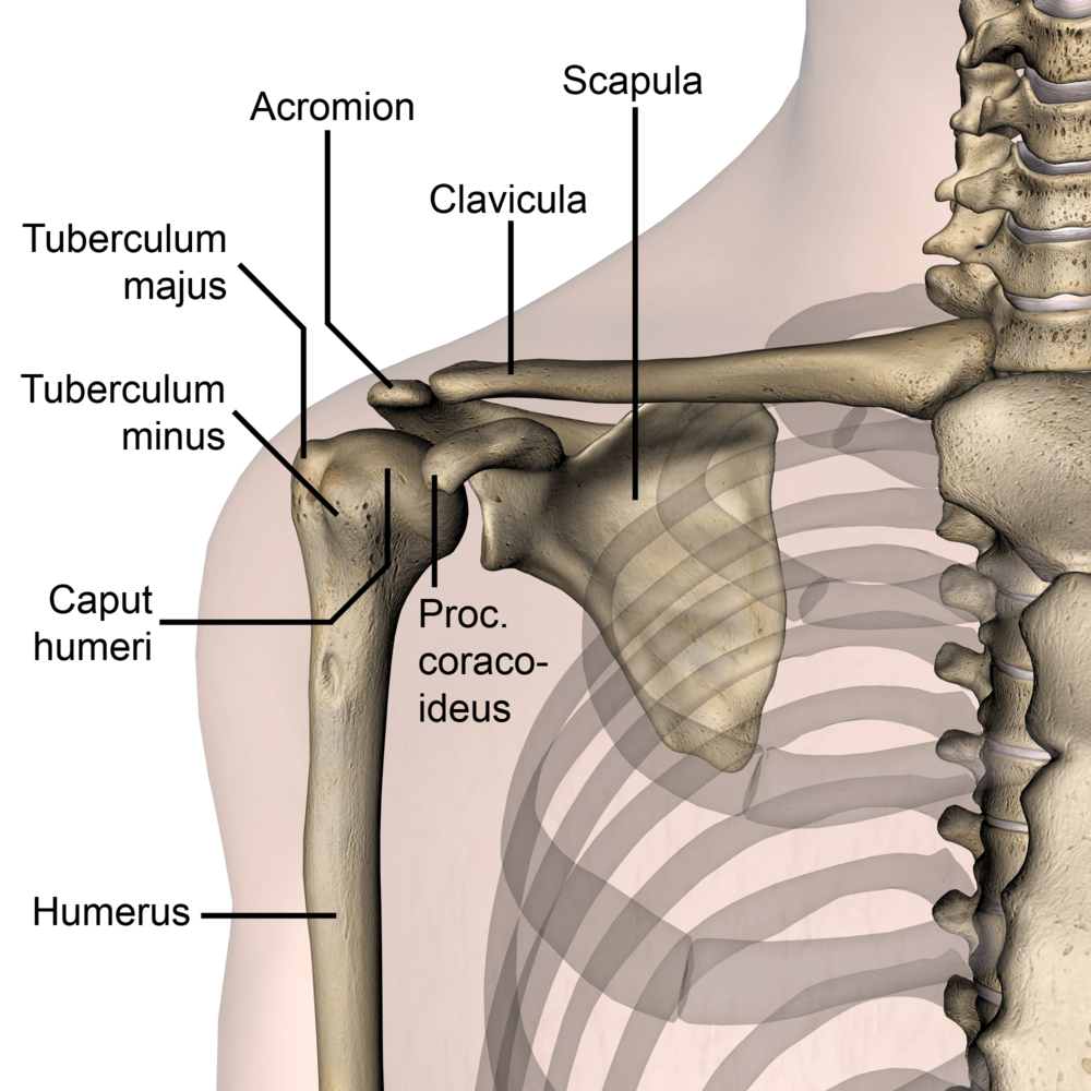 shoulder-anterior-bones-tuberculum-majus-minus-caput-humeri-humerus-scapula-clavicula-acromion-processus-coracoideus-transparent-front-skin-names