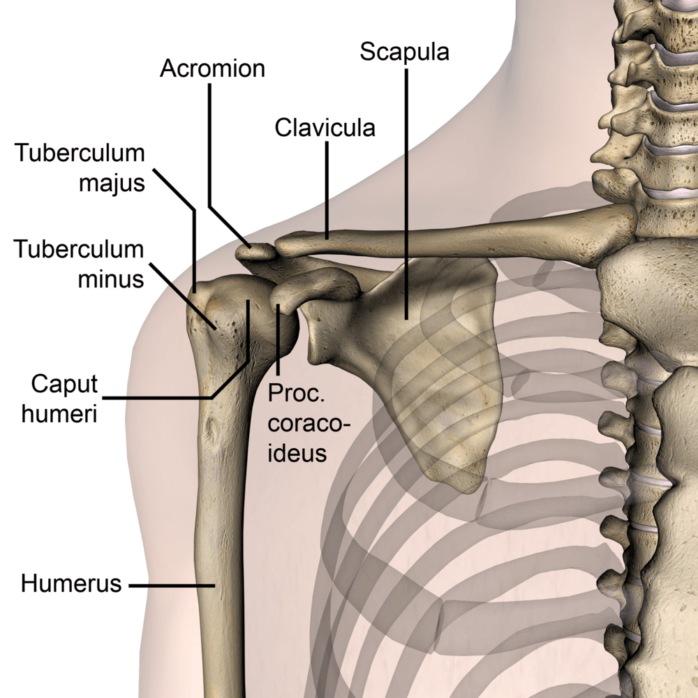 shoulder-anterior-bones-tuberculum-majus-minus-caput-humeri-humerus-scapula-clavicula-acromion-processus-coracoideus-transparent-front-skin-names