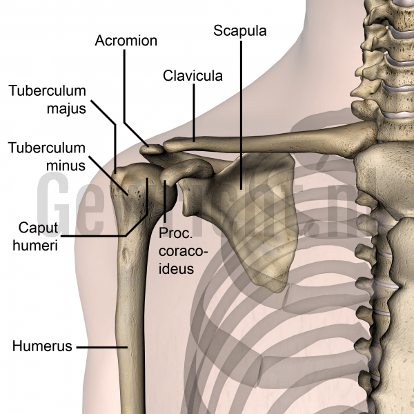 AC-gewricht anatomie botten