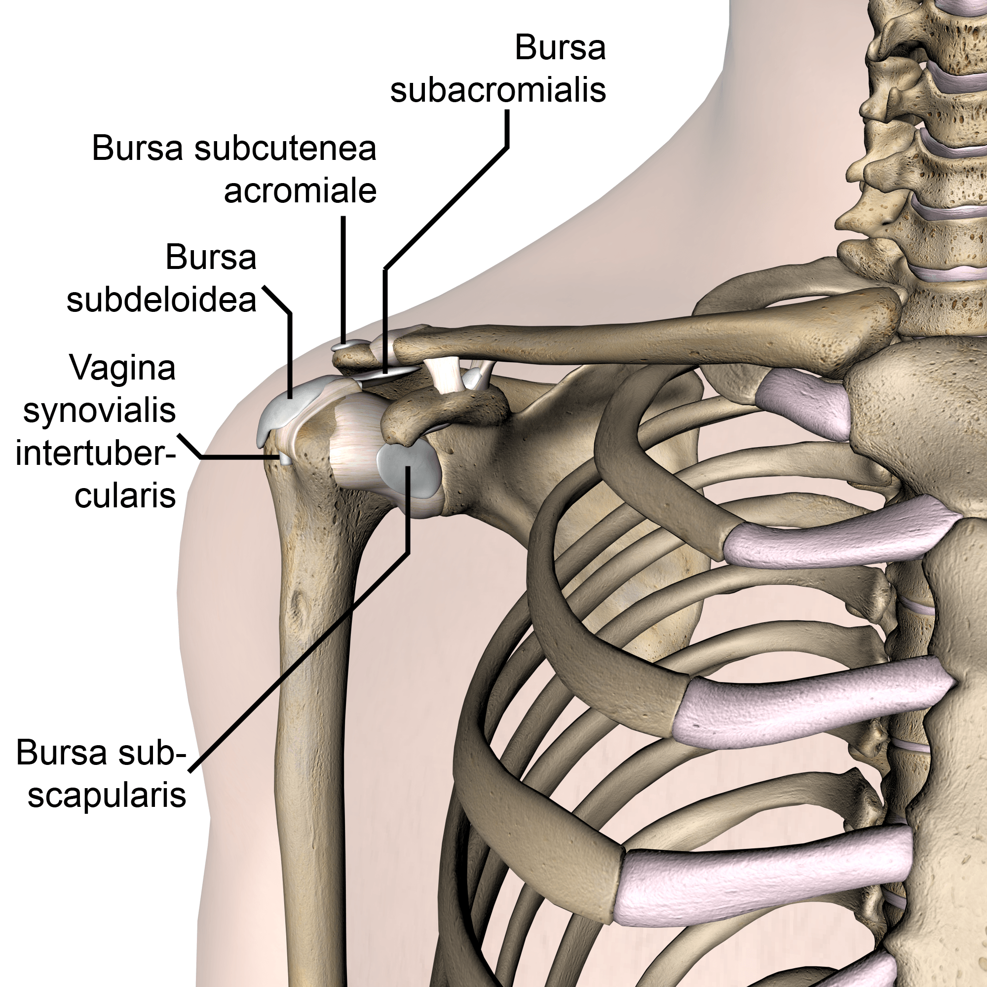 shoulder-bursa-subacromialis-subcutenea-subdeltoidea-subscapularis-vagina-synovialis-intertubercularis-front-skin-names
