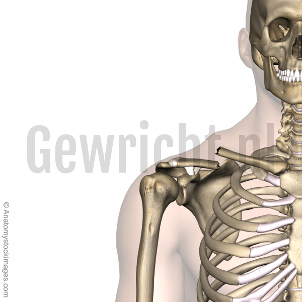 shoulder-clavicula-fracture-clavicle-broken-collarbone-front-skin