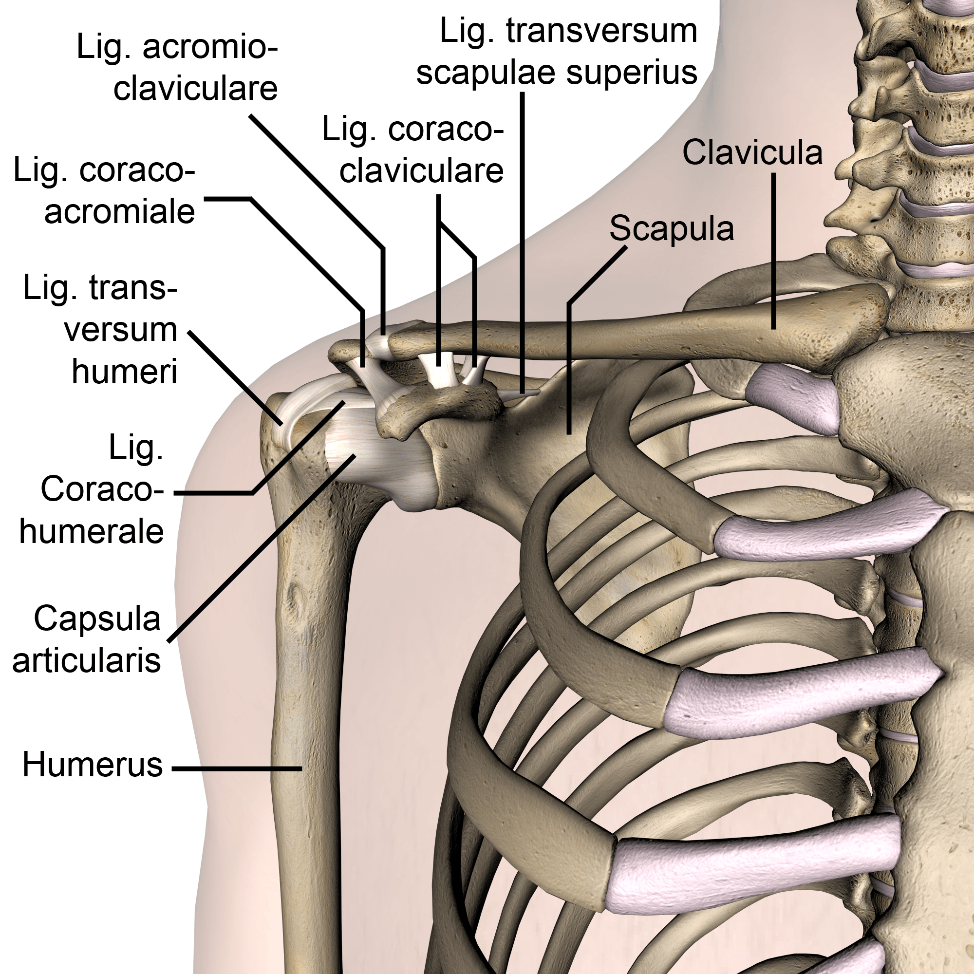 shoulder-ligaments-acromioclaviculare-transversum-humeri-coracoacromiale-coracohumerale-coracoclaviculare-scapulae-superius-skin-names