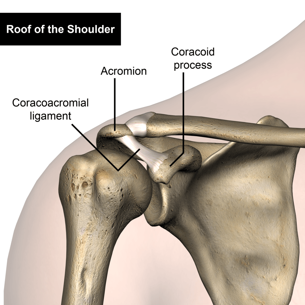 shoulder-roof-of-the-shoulder-coracoacromial-ligament-acromion-coracoid-process-processus-coracoideus-ligamentum-coracoacromiale-front-skin-names