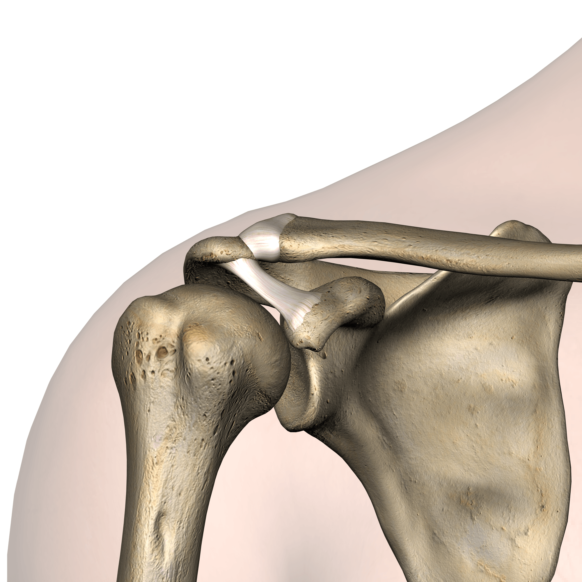 shoulder-roof-of-the-shoulder-coracoacromial-ligament-acromion-coracoid-process-processus-coracoideus-ligamentum-coracoacromiale-front-skin