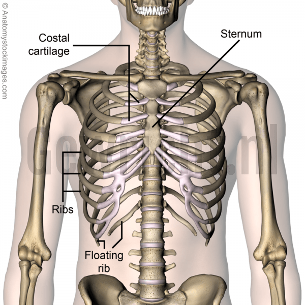 torso-ribcage-ribs-costae-costal-cartilage-floating-rib-sternum-front-skin-names