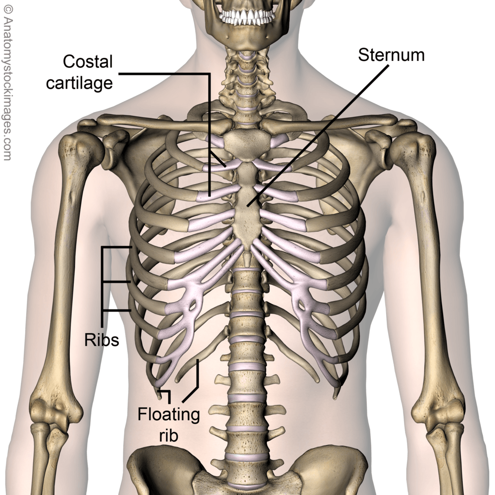 torso-ribcage-ribs-costae-costal-cartilage-floating-rib-sternum-front-skin-names