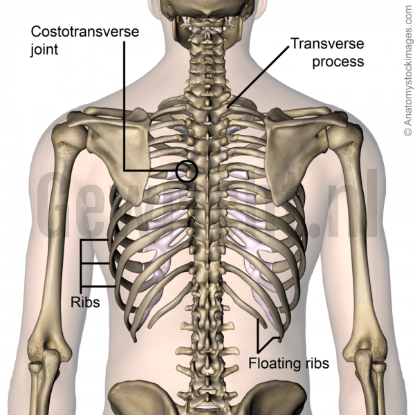 torso-ribcage-ribs-costae-costal-floating-rib-costotransverse-joint-transverse-process-back-skin-names