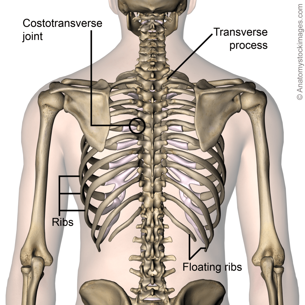 torso-ribcage-ribs-costae-costal-floating-rib-costotransverse-joint-transverse-process-back-skin-names