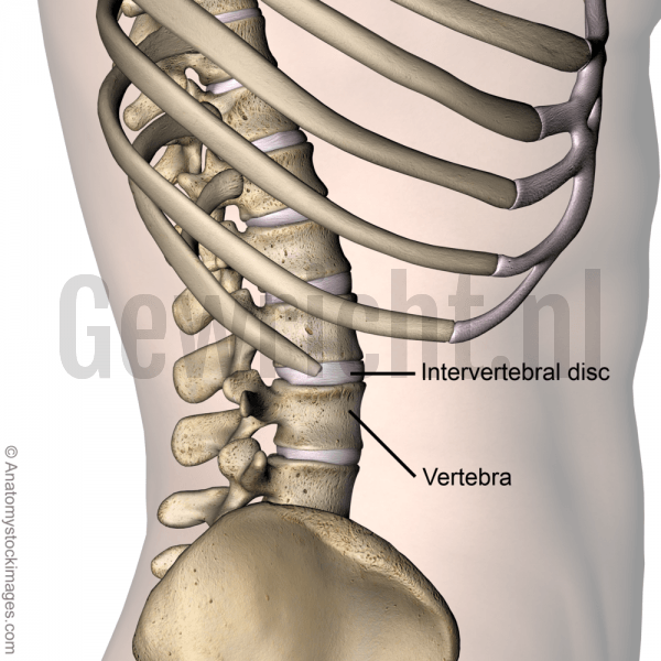 torso-spine-intervertebral-disc-vertebra-discs-vertebrae-ribs-spinous-process-processus-spinosus-transversus-side-skin-names