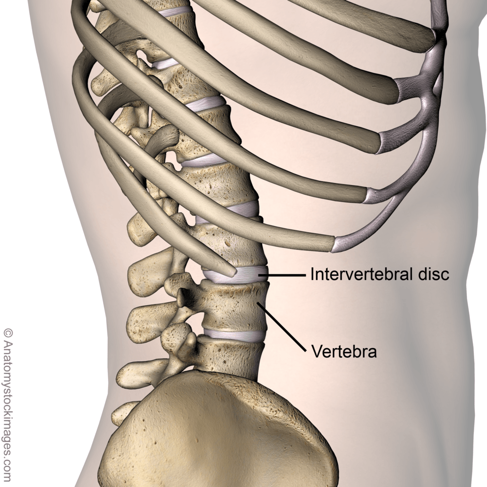 torso-spine-intervertebral-disc-vertebra-discs-vertebrae-ribs-spinous-process-processus-spinosus-transversus-side-skin-names