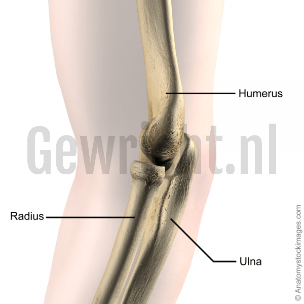 articulatio humeri bewegingen