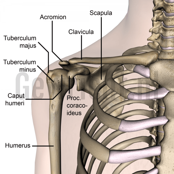 shoulder-anterior-bones-tuberculum-majus-minus-caput-humeri-humerus-scapula-clavicula-acromion-processus-coracoideus-front-skin-names