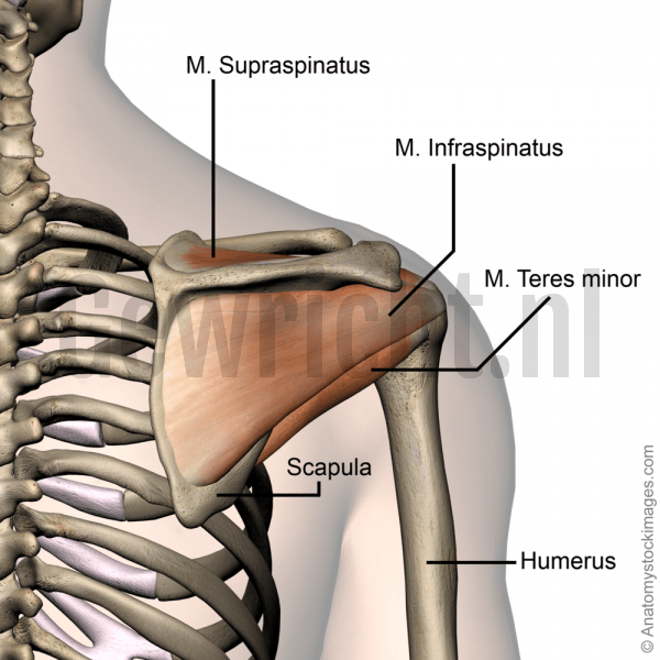 shoulder-rotator-cuff-musculus-supraspinatus-infraspinatus-teres-minor-muscle-scapula-back-skin-names