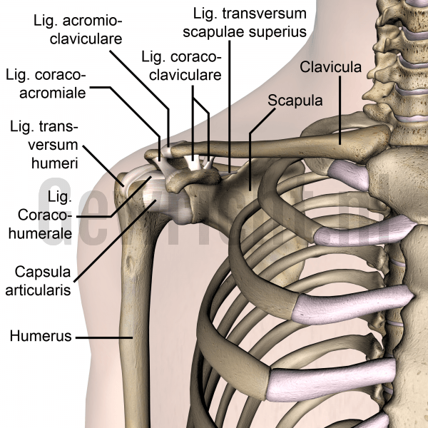 shoulder-ligaments-acromioclaviculare-transversum-humeri-coracoacromiale-coracohumerale-coracoclaviculare-scapulae-superius-skin-names