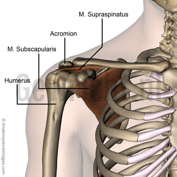 shoulder-musculus-subscapularis-supraspinatus-muscle-acromion-humerus-front-skin-names