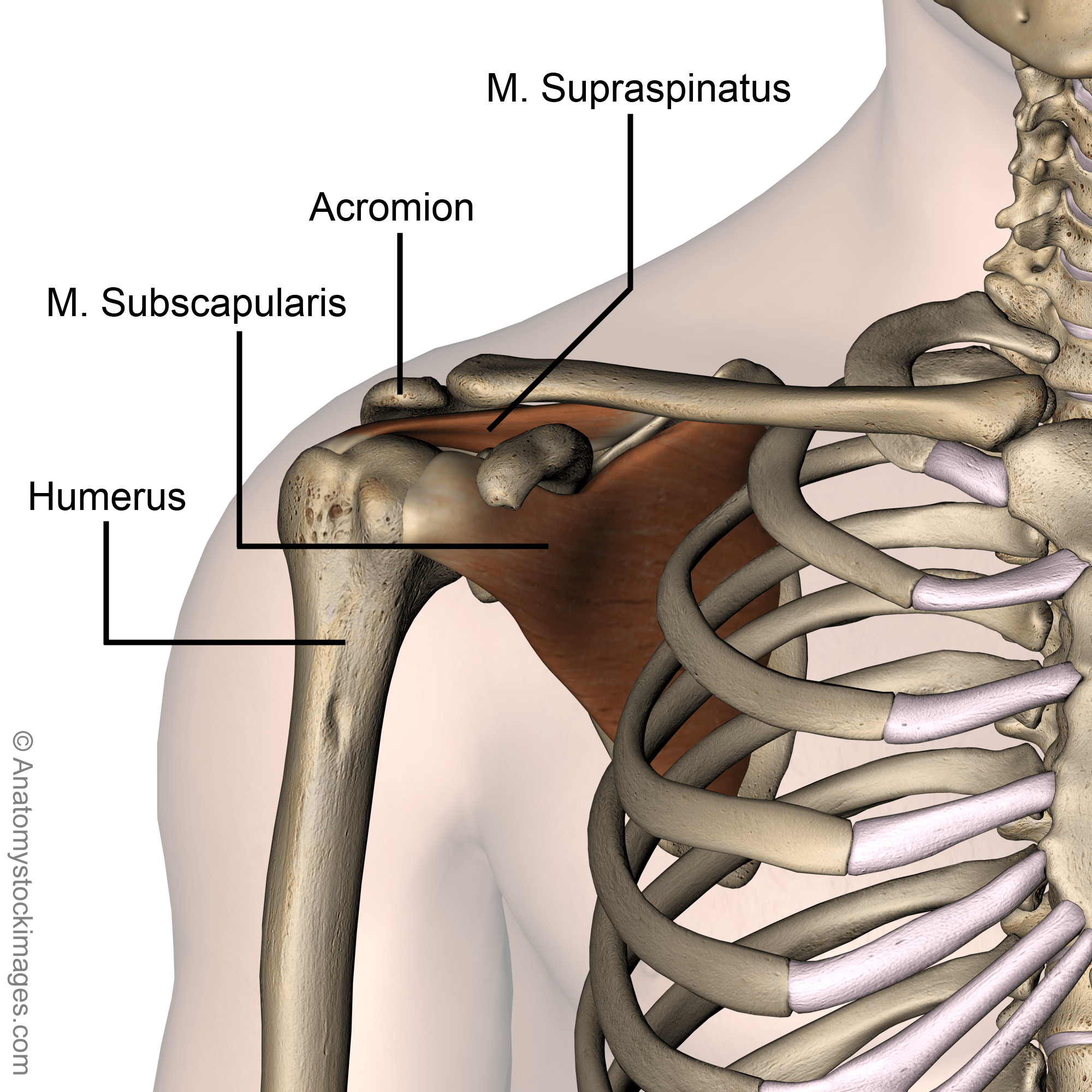 Acromion Supraspinatus